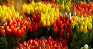 Tulipany - do wyboru, do koloru...