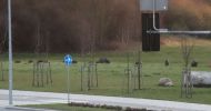 DZIKI NA DOBRE ZAMIESZKAŁY W OLSZTYNIE