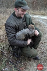 Leśnicy uratowali młodego żurawia