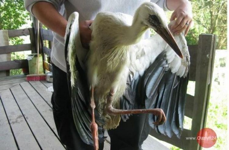 Ośrodek dla dzikich ptaków w Bukwałdzie pęka w szwach