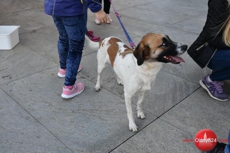 Czworonogi odwiedzą szpital psychiatryczny. Mogą zanieść dzieciom prezenty od ciebie