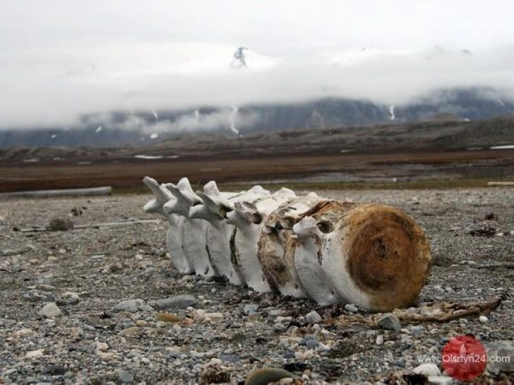 „Spitsbergen - historia uśpiona w skałach” w WBP