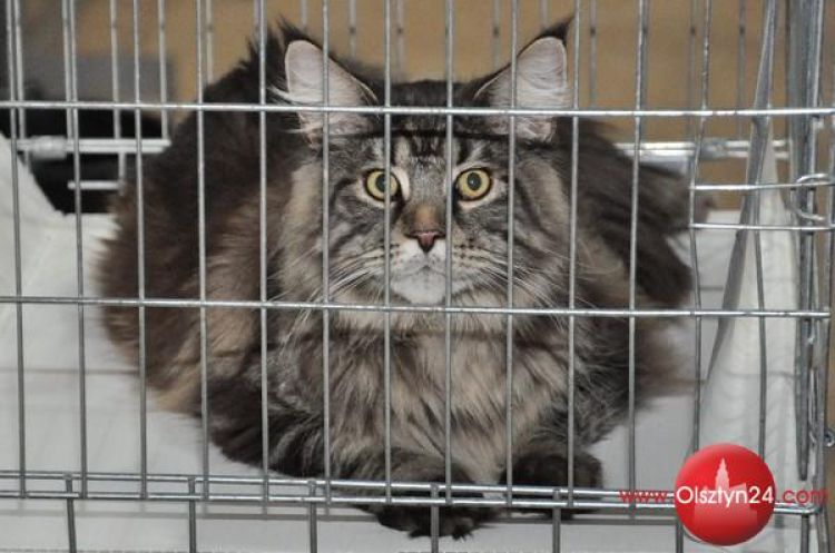 Kocie piękności zawitały do Olsztyna