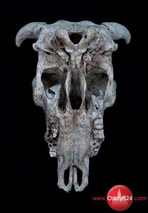 BWA zaprasza na wystawę fotografii „OO” Marty Zasępy