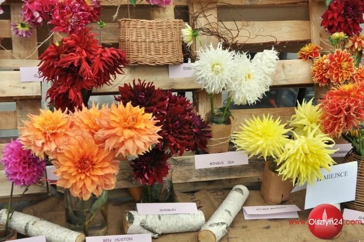 III Olsztyńska Wystawa Dalii odbyła się w Kortowie