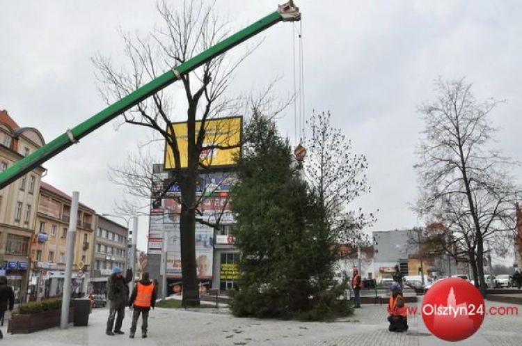 Miejska choinka stanęła na placu przed ratuszem