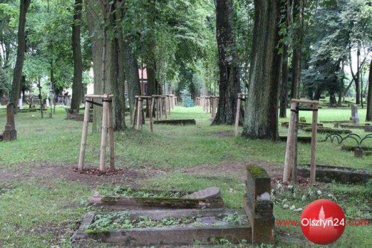 Nowe drzewa na cmentarzu św. Jakuba. I nie tylko tam.