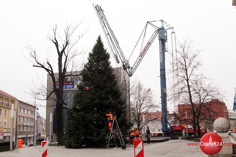 Świąteczne drzewko stanęło już pod ratuszem