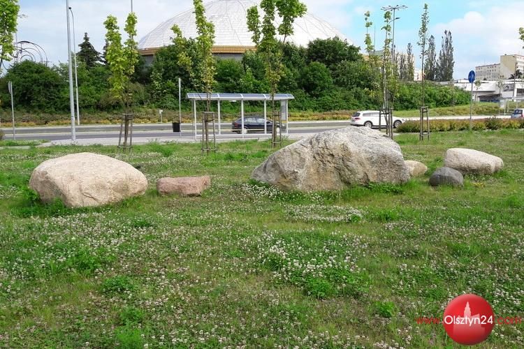 Pomniki przyrody czekają na decyzję radnych 