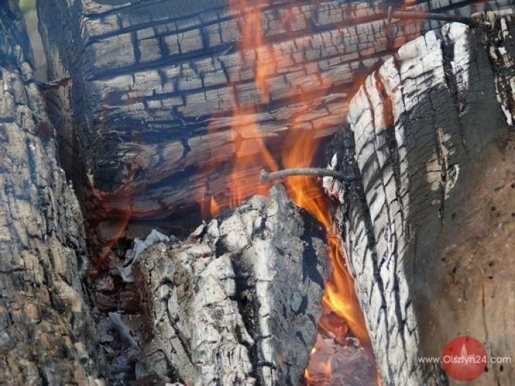 Ogień w lesie a przyroda...