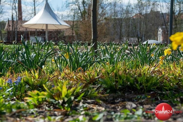 W Olsztynie powstają łąki kwietne w ramach OBO