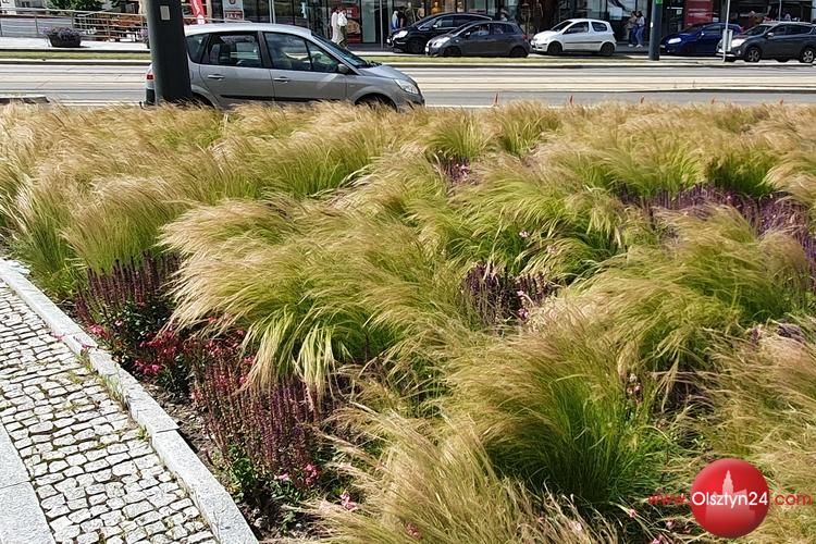 Kolejne nasadzenia w Olsztynie