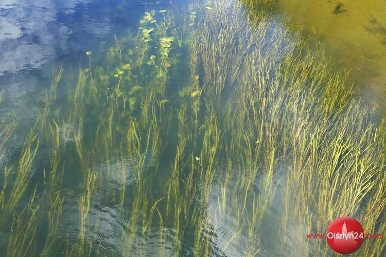 Dno Łyny zostanie skoszone. W trakcie prac wystąpią utrudnienia