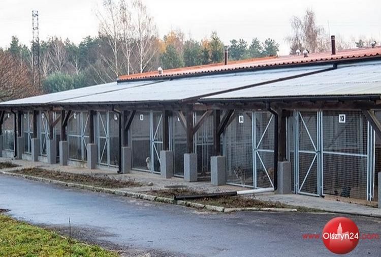 Przyszły wakacje, schroniska pękają w szwach od porzuconych zwierząt. Możemy im pomóc