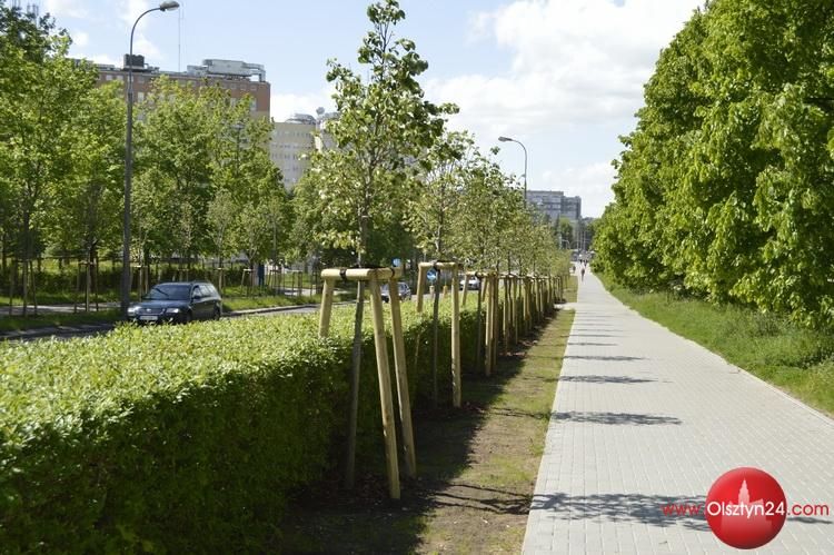 Nowe drzewa w Olsztynie