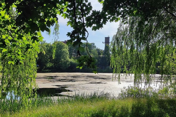 Rusza oczyszczanie Jeziora Długiego z nadmiaru moczarki