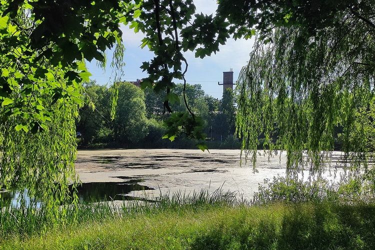 Rozpoczęło się ponowne oczyszczanie Jeziora Długiego 
