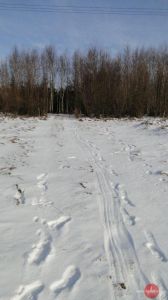 Sarna w worku, dzik w lodówce