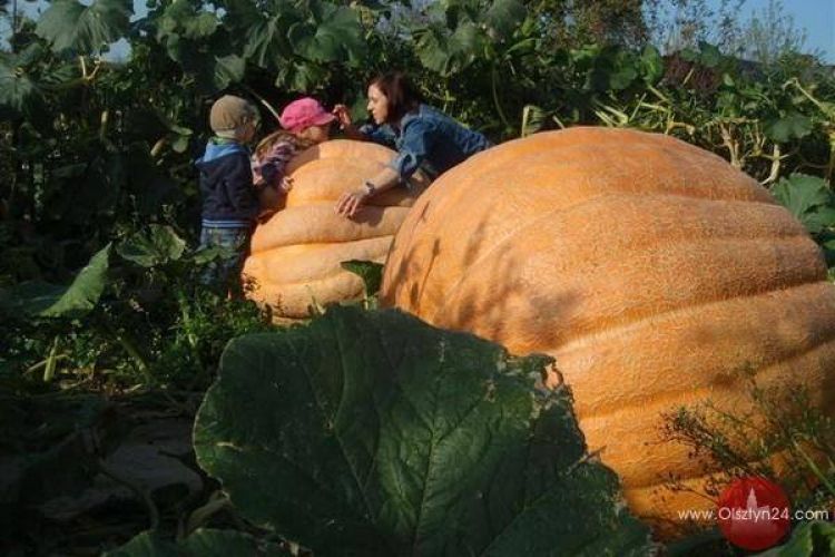 Dynia supergigant!