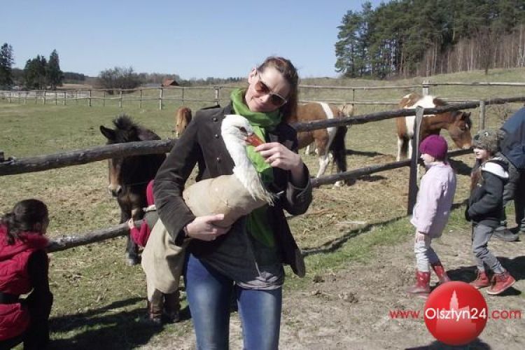 Dywickie bociany odzyskały wolność