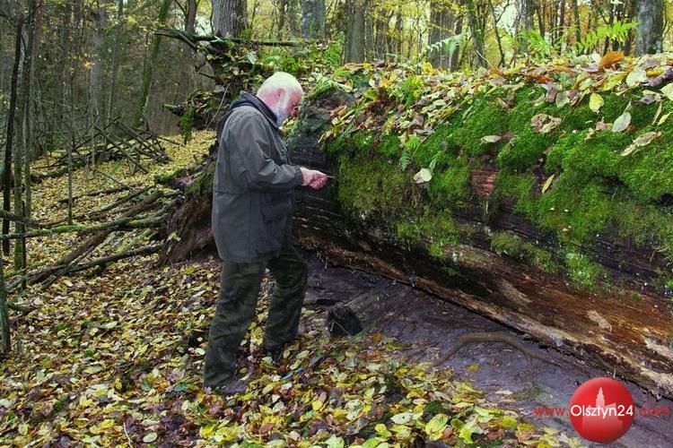 Leśnicy przeszczepili grzybnię cennego grzyba