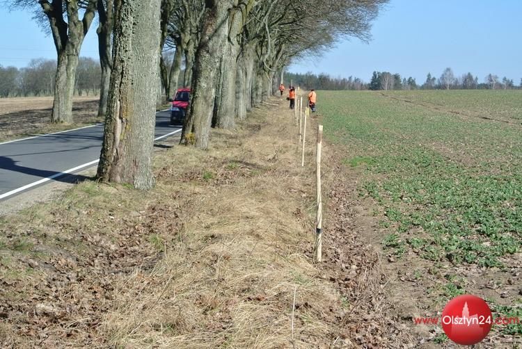Drogowcy sadzą drzewa w powiecie