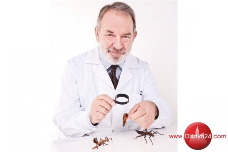 Jest ciepło, są owady – jak się przed nimi chronić? 