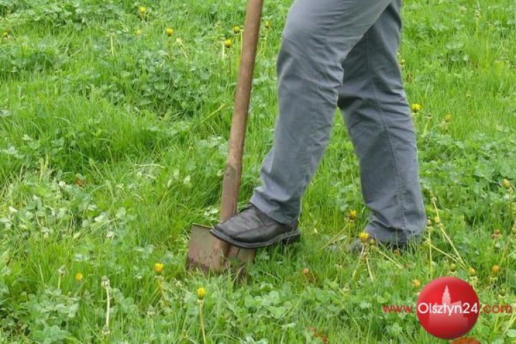 Zasadzą kolejny Dąb Pamięci