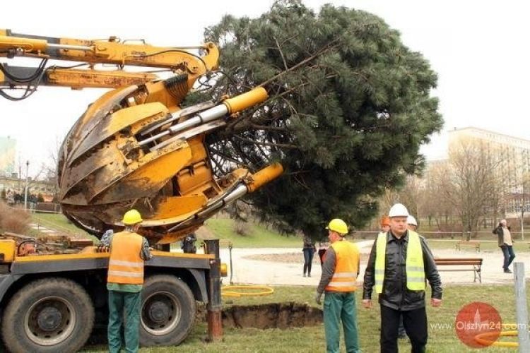 Drzewa się przeprowadzają