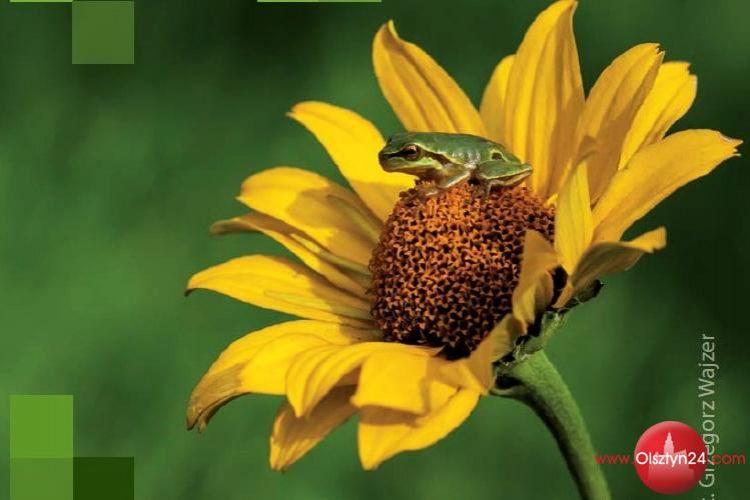 W Olsztynie odbędzie się finał centralny Olimpiady Wiedzy Ekologicznej