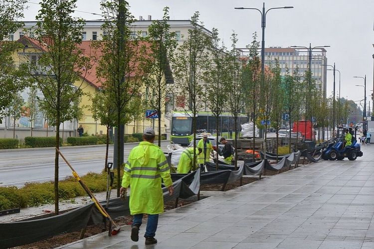 Kolejne nasadzenia w centrum Olsztyna