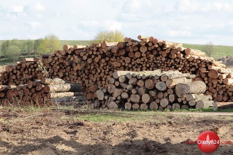 Nowe przepisy dotyczące wycinki drzew – mniej formalności i mniejsze kary