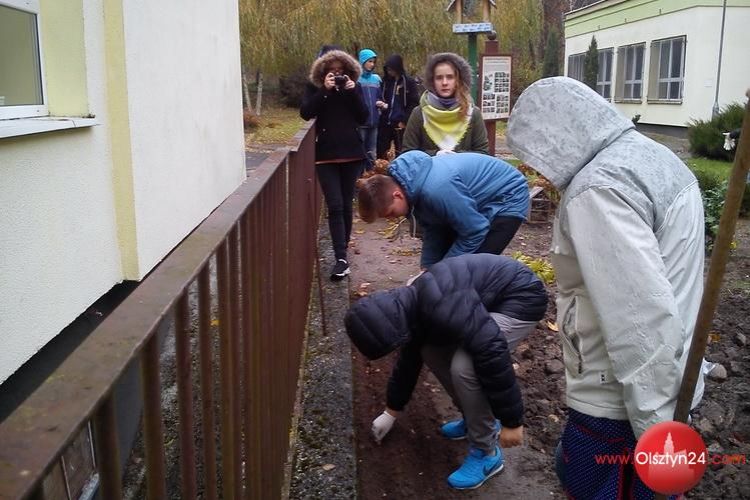 Projekt Krokus w Olsztynie