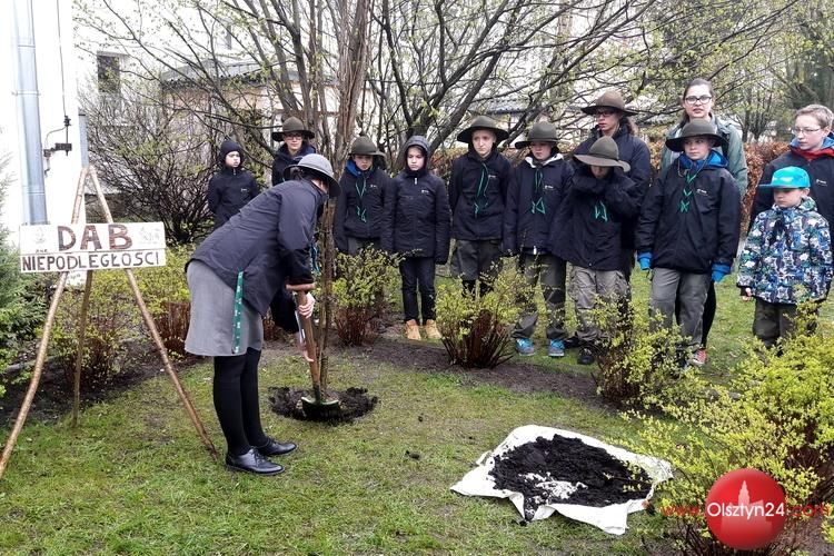 Dąb Niepodległości rośnie przy Stojedynce