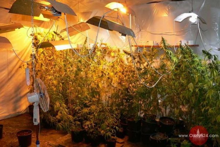 Zlikwidowali wytwórnię marihuany