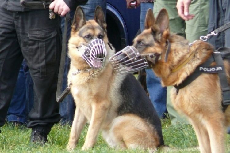 Sukcesy policjantów