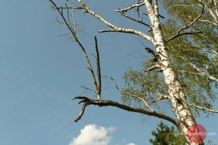 Trwa przegląd stanu przyulicznych drzew