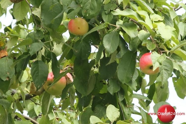 Święto Jabłka w ogródku Nieużytków Sztuki