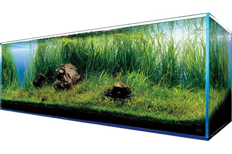 Jak wyposażyć akwarium?