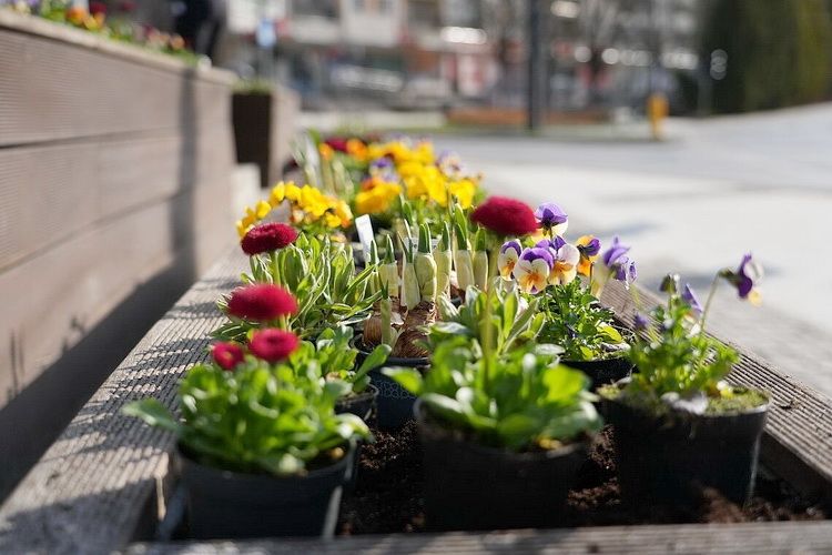 Najpierw ozdobią miasto, potem trafią do mieszkańców