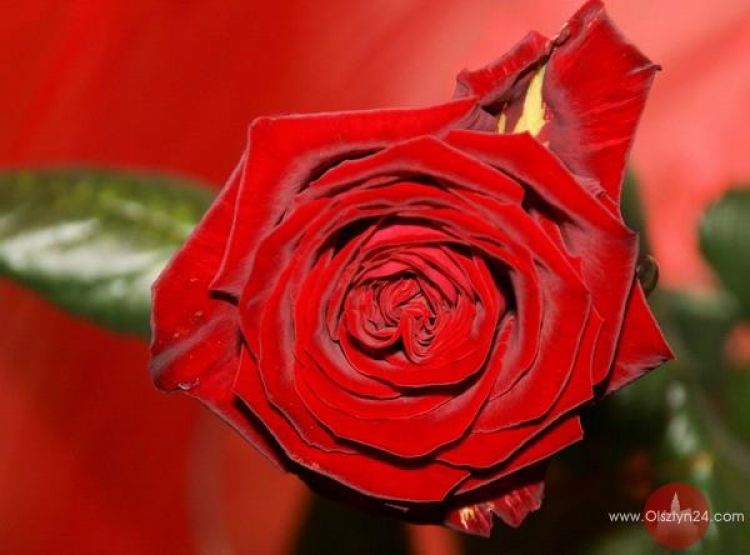 Kobiety z charakterem