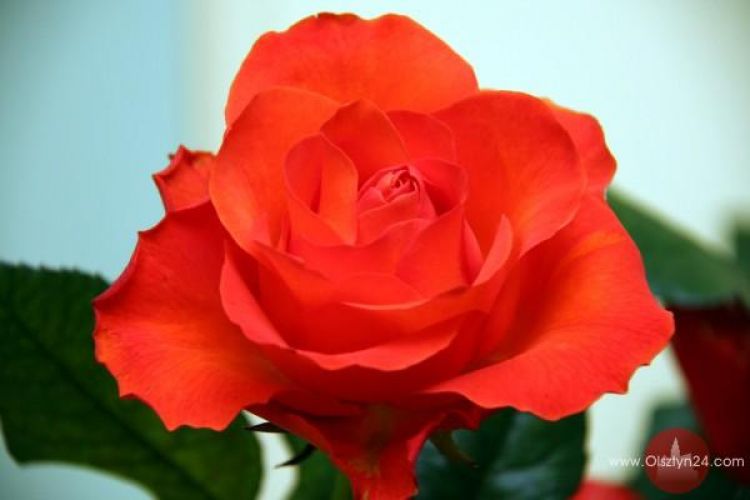 Dziś Dzień Mężczyzn 