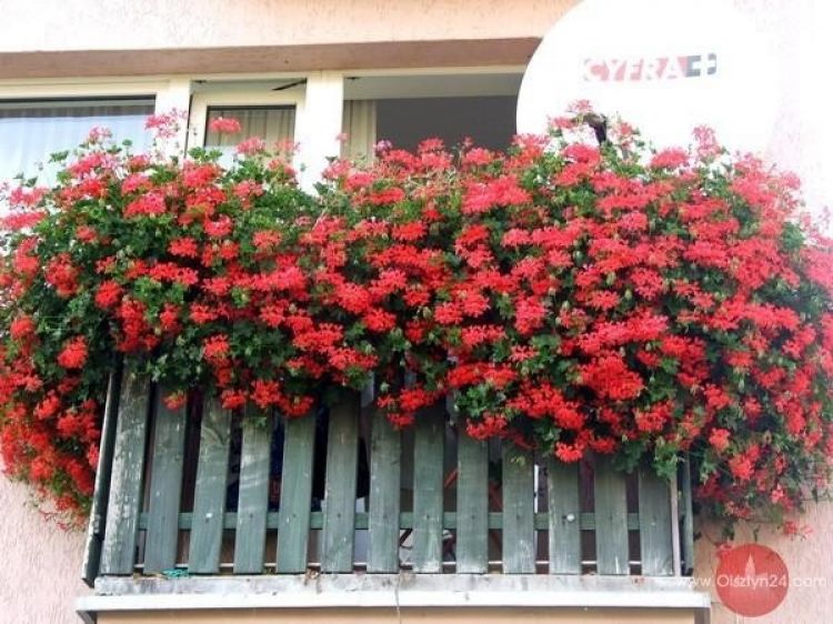 Jaroty mają nową Radę Osiedla