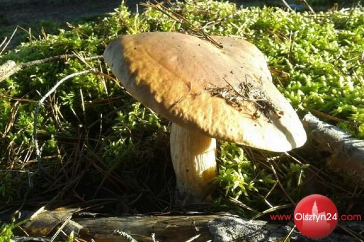 Ostatni prawdziwek w mazurskich lasach?