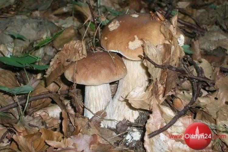 Kolejne ciekawe projekty uzyskały wsparcie samorządu województwa