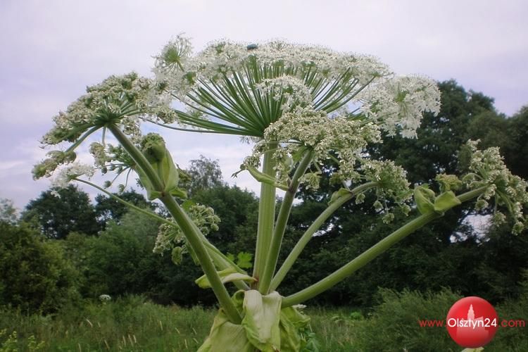 Olsztyn likwiduje barszcz Sosnowskiego