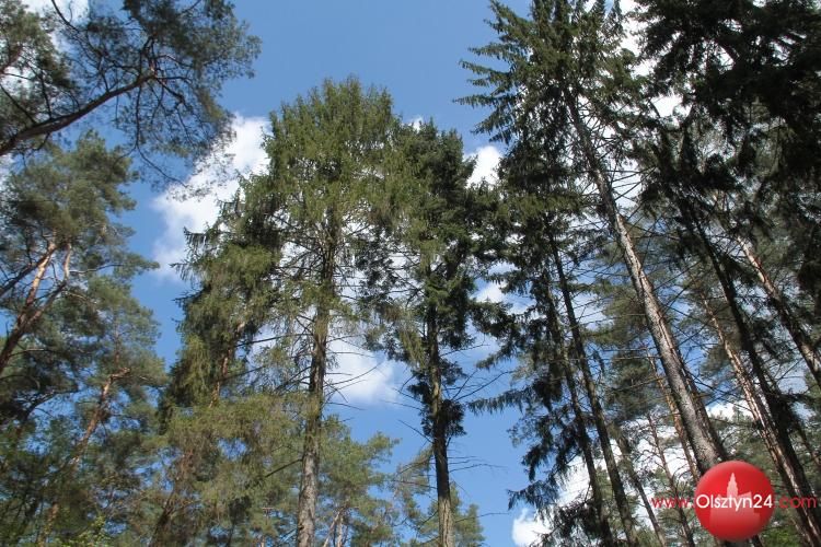 Jedyny okaz w Europie