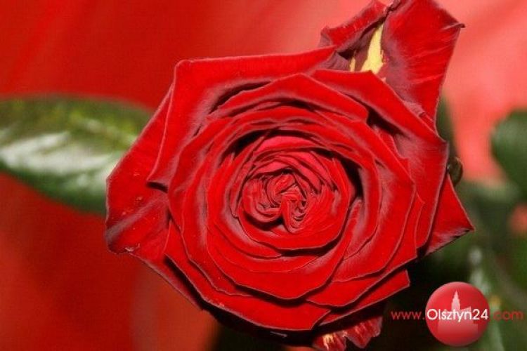 PRAWDY I MITY: 8 Marca - Święto Kobiet