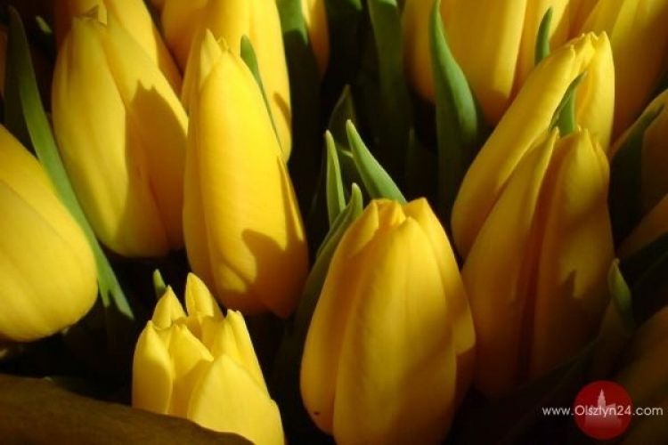 Polskie Tulipany dla Cesarskiej Chryzantemy z Japonii 