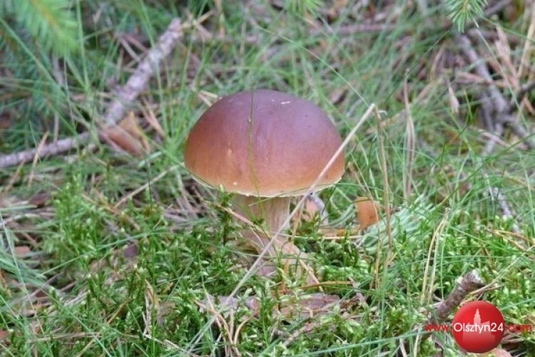 Sprzedaż grzybów na olsztyńskich targowiskach możliwa tylko z atestem